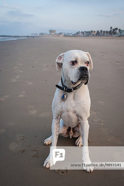 Porträt eines weißen Boxerhundes am Venice Beach  Kalifornien  USA