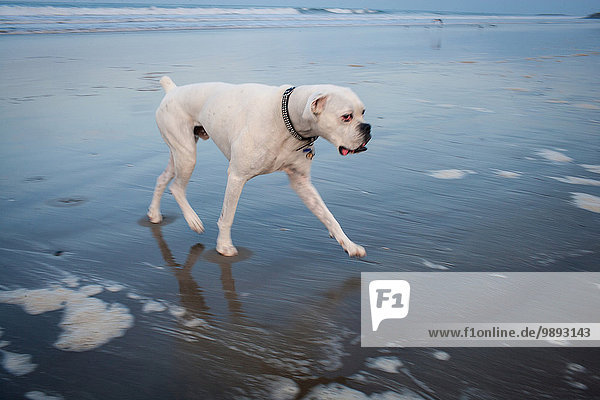 Weißer Boxerhund am Strand mit seitlichem Blick auf die Kamera  Venice Beach  Kalifornien  USA