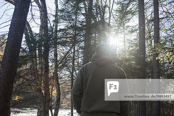 Rear view of mature man walking in sunlit forest  Maine  USA