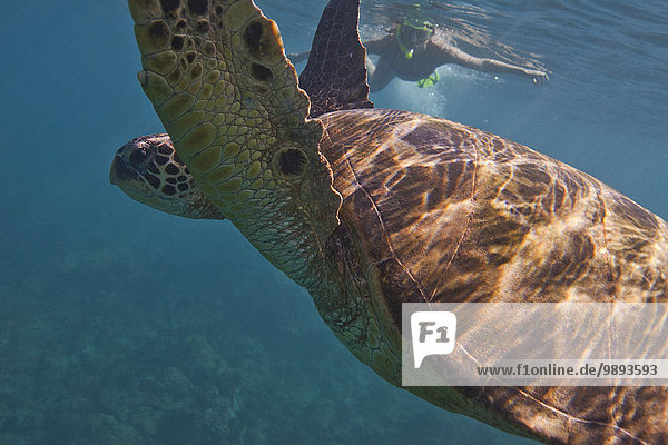 Sea turtle  woman snorkelling in background