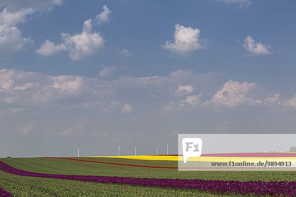 Deutschland,  Tulpenfelder mit Windrädern im Hintergrund