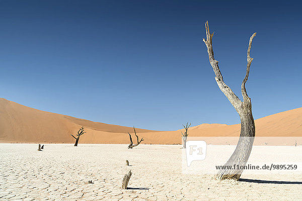 Namibia  Namib Wüste  Namib Naukluft Park  Sossusvlei  Deadvlei
