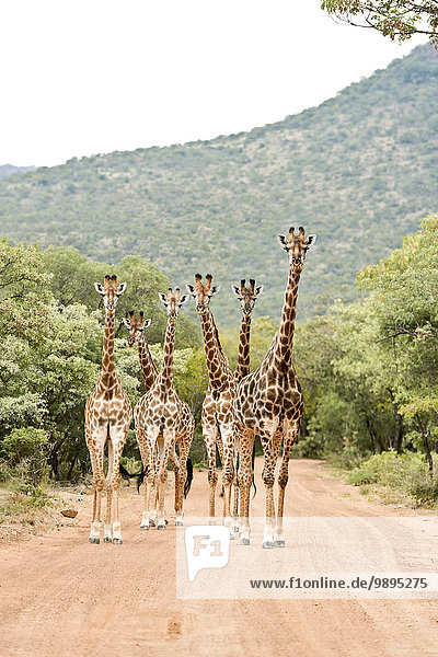 Südafrika  Limpopo  Marakele Nationalpark  Gruppe von Giraffen auf der Straße stehend