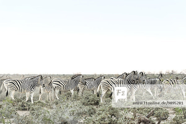Namibia  Etosha Nationalpark  Burchells Zebras  equus quagga burchellii