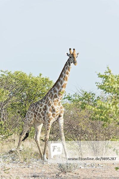 Namibia  Etosha Nationalpark  Giraffe an Bäumen stehend