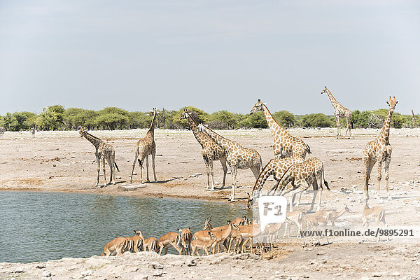 Namibia  Etosha-Nationalpark  Giraffen und Impalas am Wasserloch