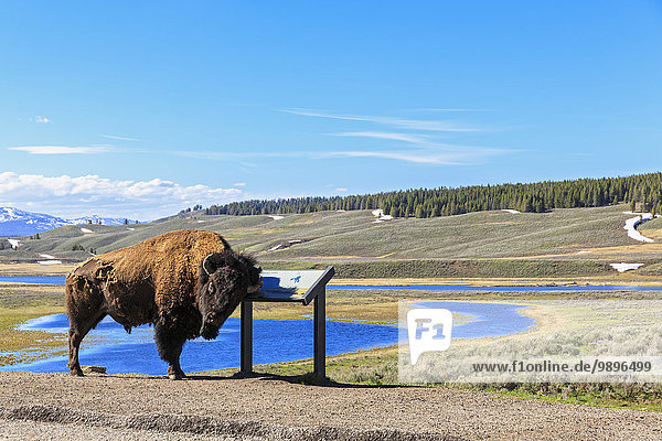 USA,  Yellowstone Nationalpark,  Buffalo Reiben auf Informationstafel