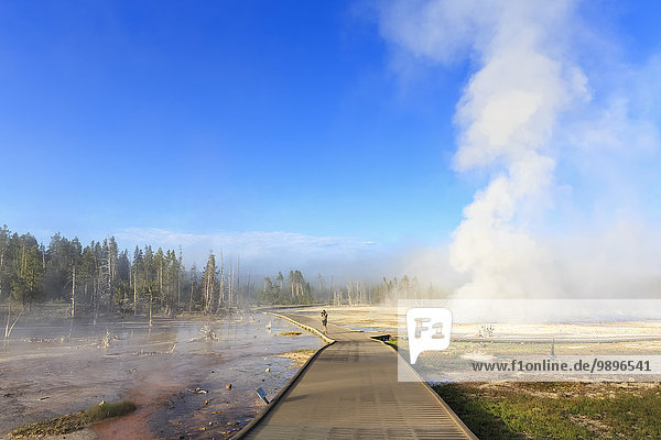 USA  Wyoming  Yellowstone National Park  Lower Geyser basin  steam of the geysers in the morning