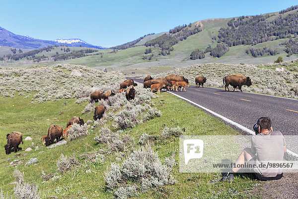 USA Yellowstone Nationalpark Wisente überqueren Straße