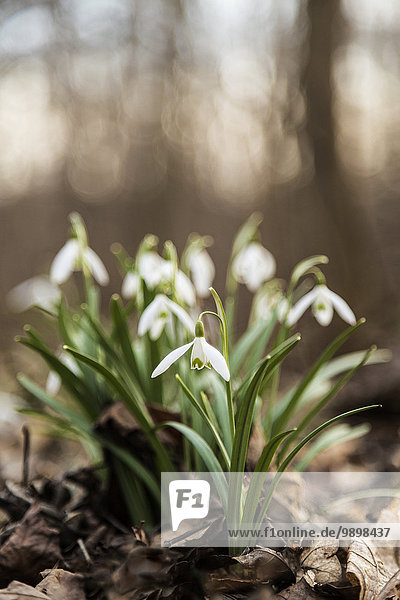 Group of snowdrops blooming on a forest floor with old leaves