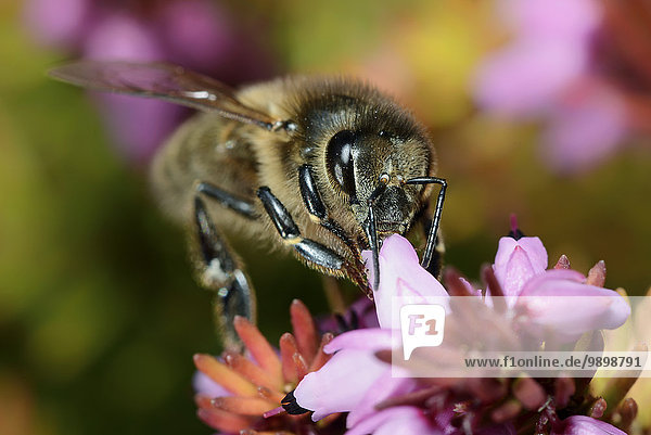 Honigbiene  Apis  auf einer Blüte