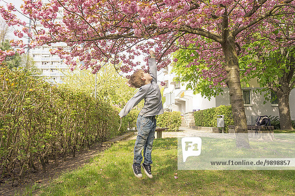 Deutschland,  Berlin,  Kirschblüte,  Kleiner Junge unter Baum springend