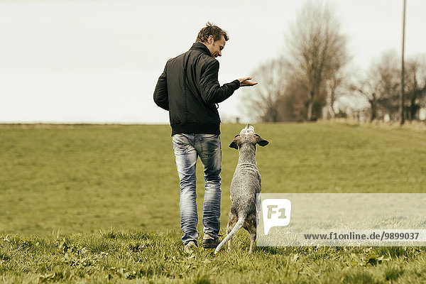 Mann trainiert mit Hund auf der Wiese