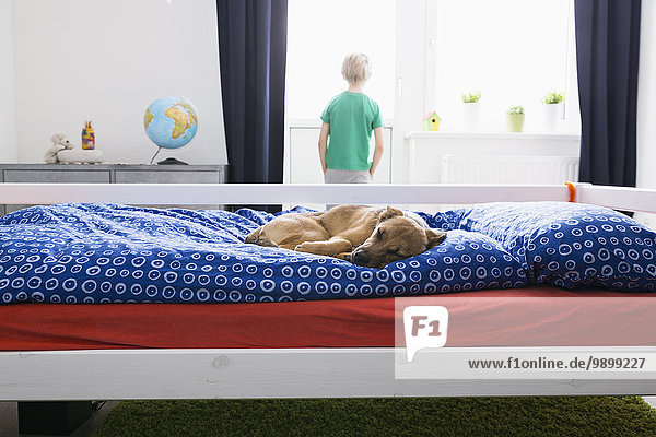 Dog lying on bed with boy in background