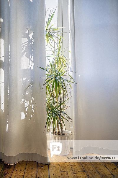 Blattpflanze im Morgenlicht hinter weißem Vorhang