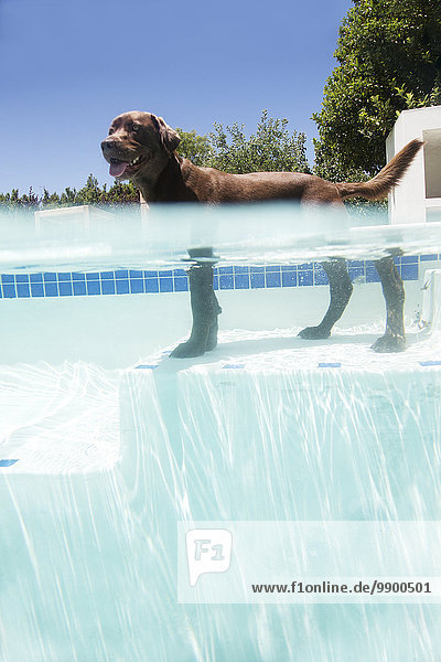 Labrador Retriever stehend im Schwimmbad