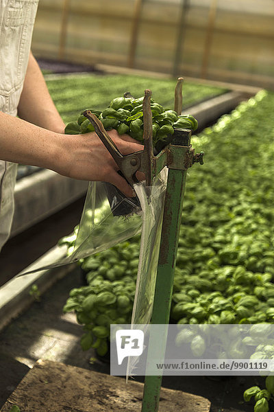 Young female gardener wrapping basil