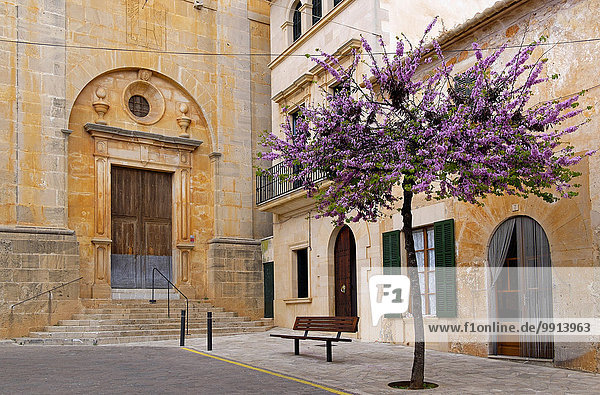 Judasbaum (Cercis siliquastrum) an der Kirche in Santanyi  Mallorca  Balearen  Spanien  Europa