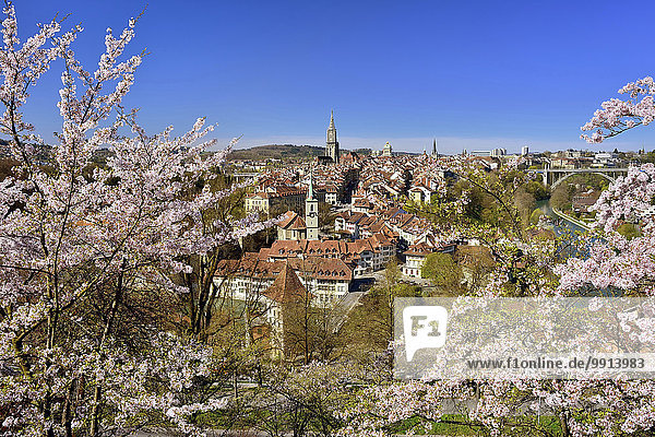 Ausblick auf Berner Altstadt mit blühenden Kirschbäumen  Bern  Kanton Bern  Schweiz  Europa