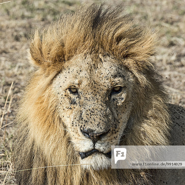 Löwe (Panthera leo)  männlich  mit vielen Fliegen  Fliegenplage  Masai Mara  Kenia  Afrika