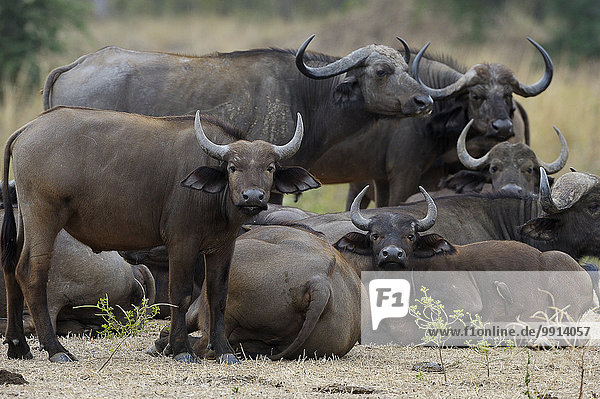 Kaffernbüffel (Syncerus caffer)  Herde mit Jungtieren  Lower Zambesi Nationalpark  Sambia  Afrika