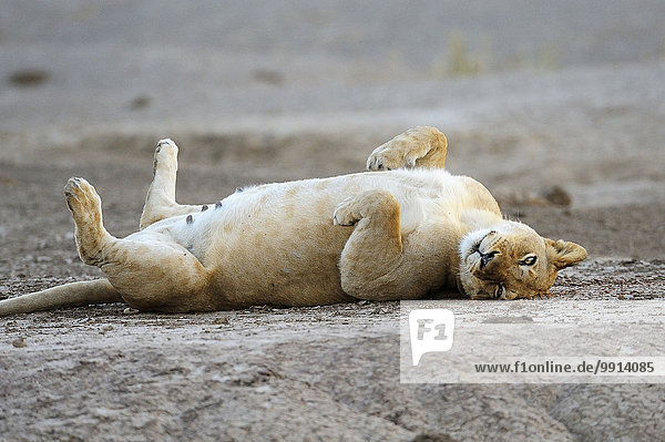 Löwin (Panthera leo) liegt auf dem Rücken  Unterer-Zambesi-Nationalpark  Sambia  Afrika