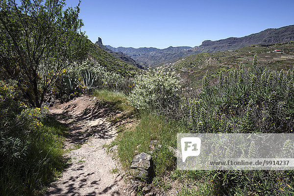 Wanderweg unterhalb des Roque Nublo in blühender Vegetation  hinten der Roque Bentayga  Gran Canaria  Kanarische Inseln  Spanien  Europa