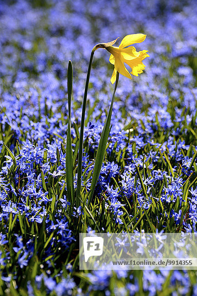 Narzisse (Narcissus) in einem Feld von Blausternen Schweden Europa