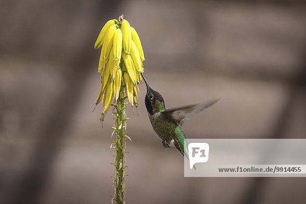 Grüner Kolibri (Trochilida) im Flug  saugt Nektar an einer gelben Blüte  Arizona  USA  Nordamerika