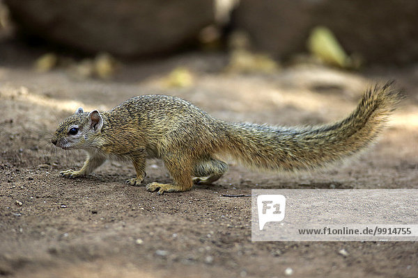 Smith-Buschhörnchen  Gelbfußhörnchen oder Gelbfußbuschhörnchen (Paraxerus cepapi)  adult  Krüger-Nationalpark  Südafrika