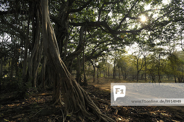 Banyan-Feige (Ficus benghalensis) an einem Waldweg,  Ranthambhore-Nationalpark,  Rajasthan,  Indien,  Asien