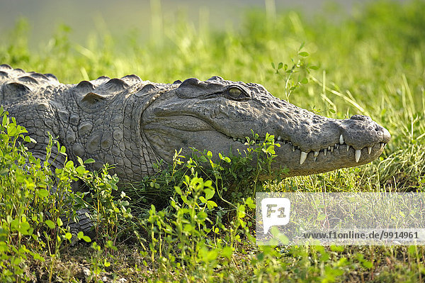 Sumpfkrokodil (Crocodylus palustris)  Rajasthan  Indien  Asien