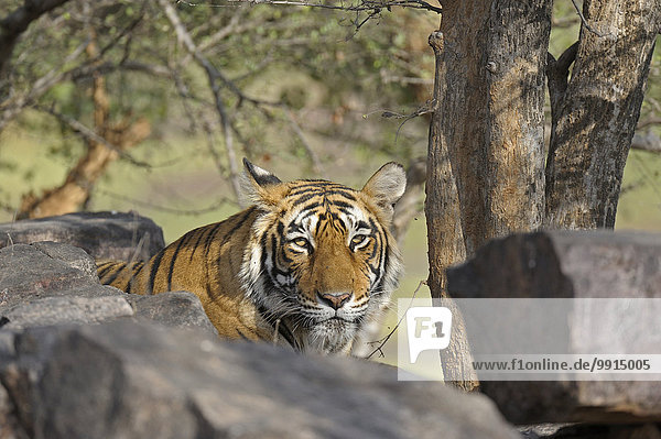 Bengal-Tiger (Panthera tigris tigris) im Habitat  Ranthambhore-Nationalpark  Rajasthan  Indien  Asien