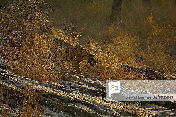 Königstiger oder Bengal-Tiger (Panthera tigris tigris)  im Gegenlicht  Ranthambhore-Nationalpark  Rajasthan  Indien  Asien