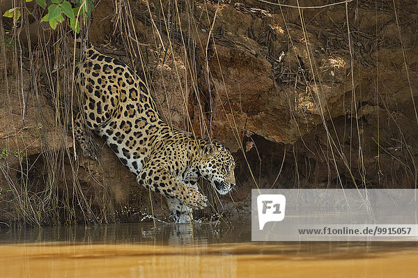 Jaguar (Panthera onca) springt in einen Fluss  Pantanal  Brasilien  Südamerika
