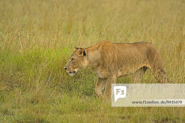 Lioness (Panthera leo) in the rain in the grasslands Lake Nakuru National Park Kenya Africa