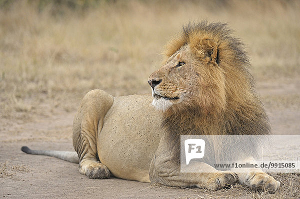 Männlicher Löwe (Panthera leo) im Grasland  Masai Mara National Reserve  Kenia  Afrika