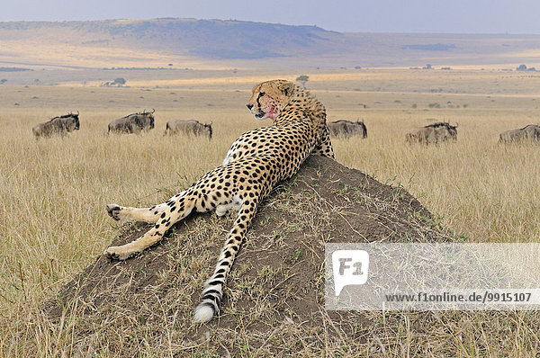 Gepard (Acinonyx jubatus) auf einem Hügel im Grasland Masai Mara National Reserve Kenia Afrika