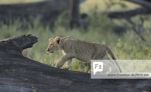 Löwenjunges (Panthera leo) auf einem Baumstamm in der Prärie  Masai Mara National Reserve  Kenia  Afrika