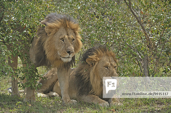 Zwei männliche Löwen (Panthera leo) im Grasland  Masai Mara National Reserve  Kenia  Afrika