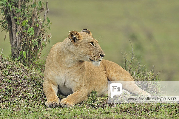 Lioness (Panthera leo) Marsh Pride Masai Mara National Reserve Kenya Africa