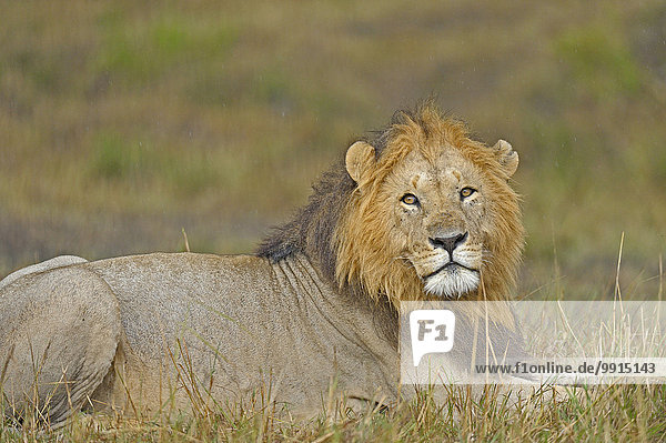 Löwe (Panthera leo)  Männchen  Masai Mara National Reserve  Kenia  Afrika