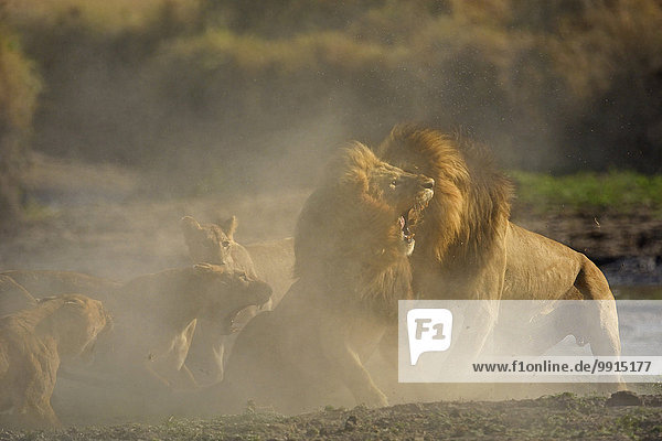 Löwen (Panthera leo) kämpfen,  Masai Mara National Reserve,  Kenia,  Afrika