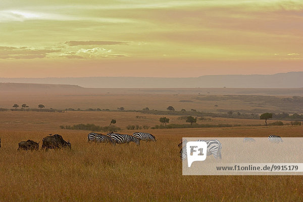Steppenzebras (Equus quagga) und Streifengnus (Connochaetes taurinus) im Grasland  Masai Mara National Reserve  Kenia  Afrika