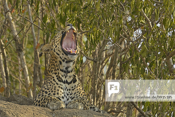 Afrikanischer Leopard (Panthera pardus pardus) beim Gähnen  Masai Mara National Reserve  Kenia  Afrika