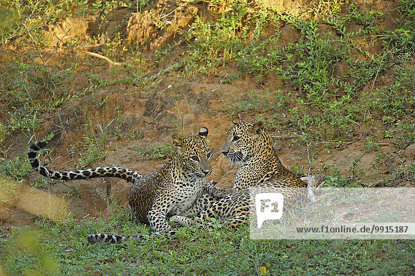 Zwei Sri-Lanka-Leoparden (Panthera pardus kotiya) beim spielerischen Kampf  Yala-Nationalpark  Sri Lanka  Asien
