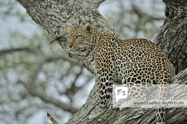 Afrikanischer Leopard (Panthera pardus pardus) auf einem Baum  Ndutu  Ngorongoro Conservation Area  Tansania  Afrika