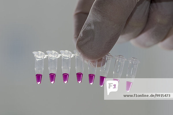 PCR-Reaktionsgefäße für Polymerase-Kettenreaktion  von Hand des Laboranten gegen das Licht gehalten