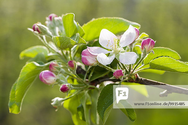 Blüte der Apfelsorte 'Gala'  Auer  Südtirol  Italien  Europa