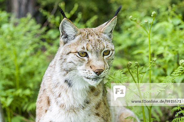 Eurasischer Luchs (Lynx lynx)  Weibchen  captive  Bad Schandau  Sachsen  Deutschland  Europa